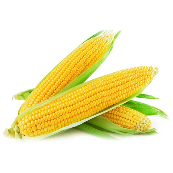 IQF Sweet Corn