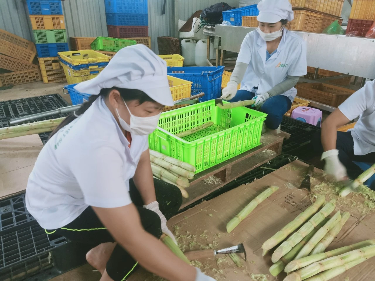 Frozen Sugar Cane