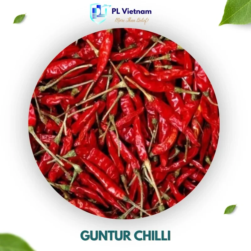 Guntur Chilli