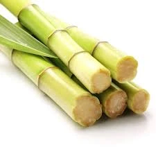 Sugar Cane