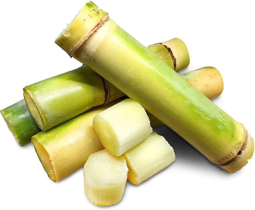 Sugar Cane