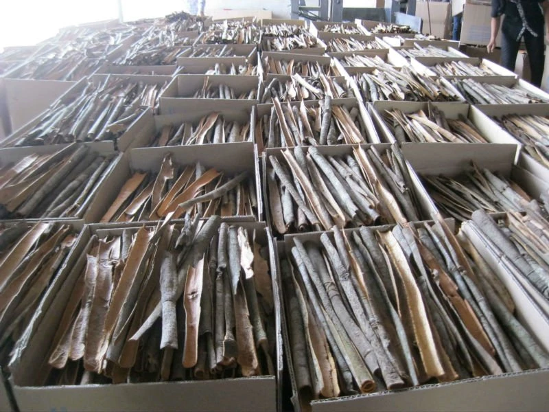 Split Cassia - Imtex