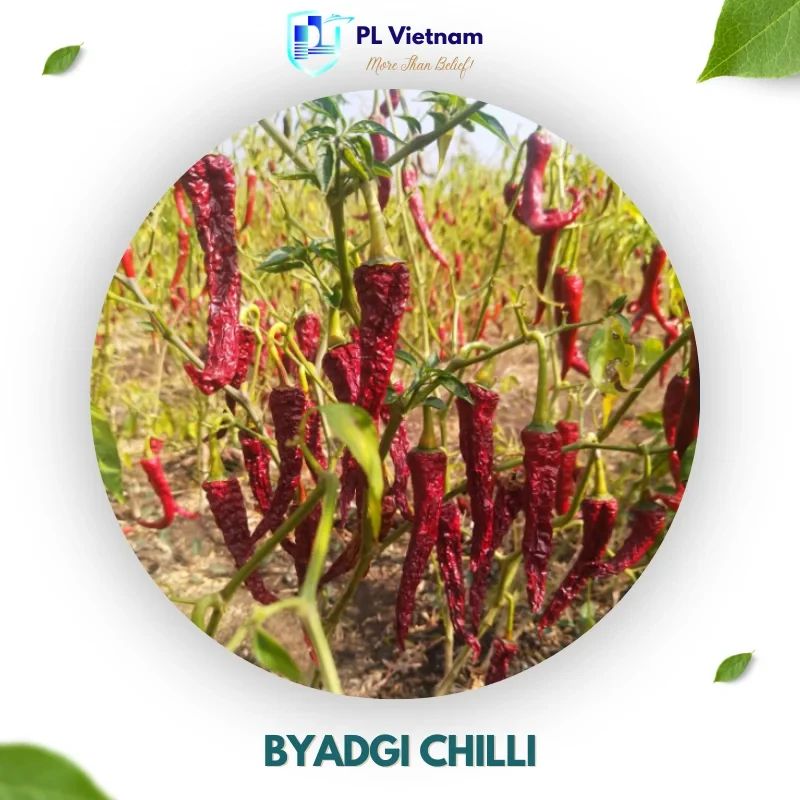 Byadgi Chilli