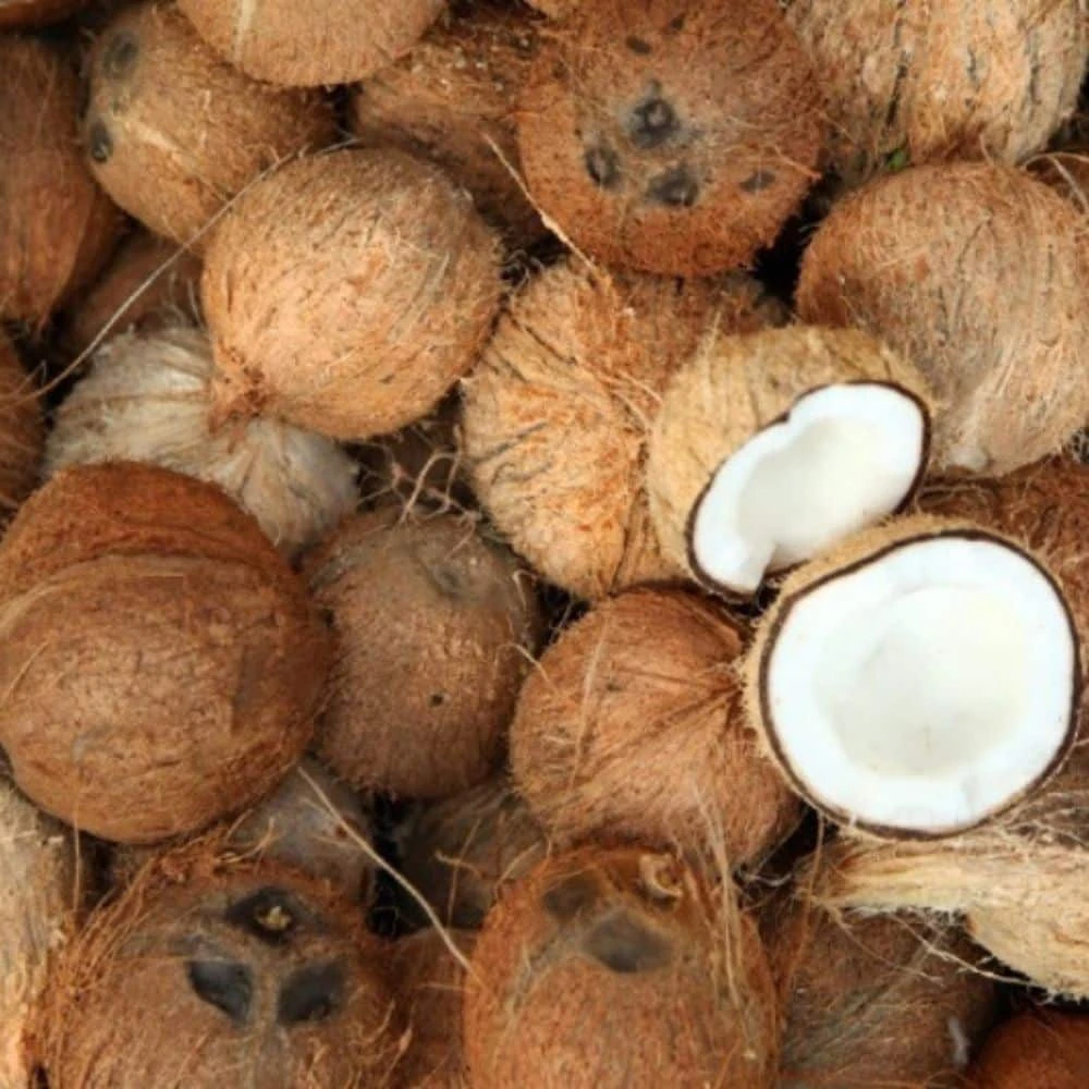 Dry Coconut