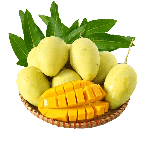 Mango Dua Dua Exports