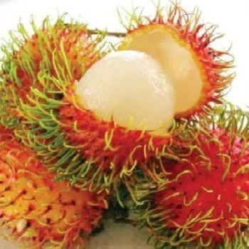 Rambutan Dua Dua Exports