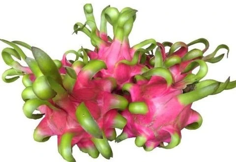 Dragon Fruit - Red Flesh