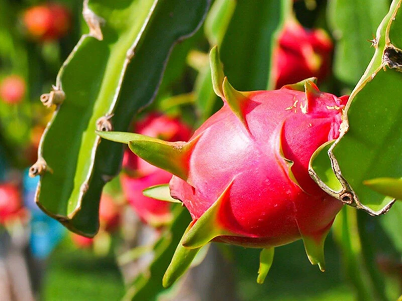 Dragon Fruits