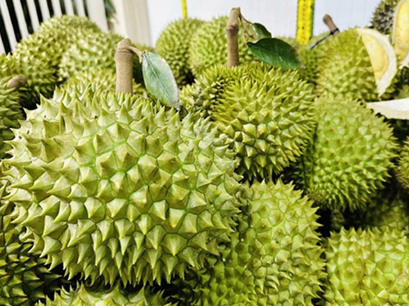 Ri6 Durian