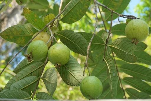 Soft Dried Guava