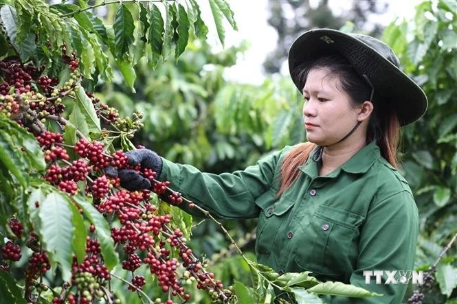 Vietnam posts over 100% growth in coffee exports to Spain