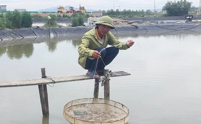 Shrimp farming profession plummets without braking: When will it be like the old days?