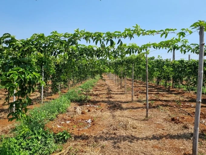 Market fluctuations in Gia Lai - the capital of passion fruit