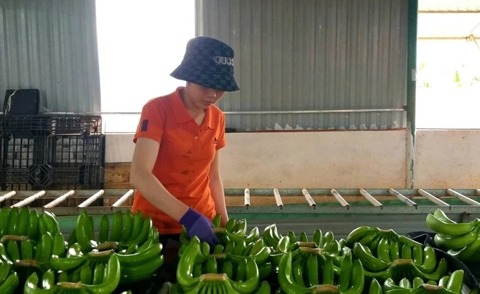 Vietnam surpasses the Philippines in taking the lead in banana exports to China