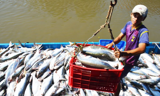 Seafood exports to key markets rise 64%