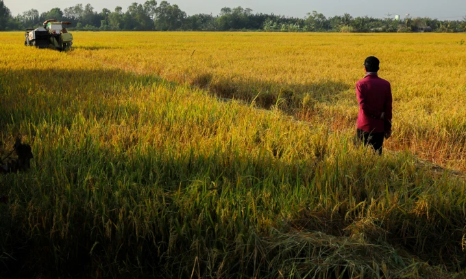 Rice exports rise 42%