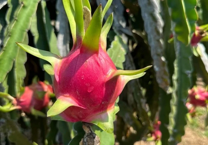 Dragon fruit prices increase by 50% as supply nosedives