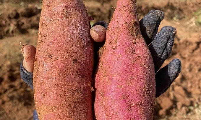 Sweet potato, chilli exports to China skyrocket