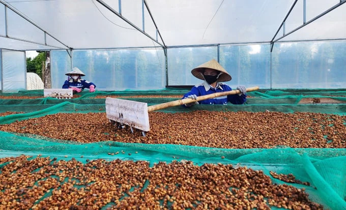 Building a value chain for high-quality Robusta coffee