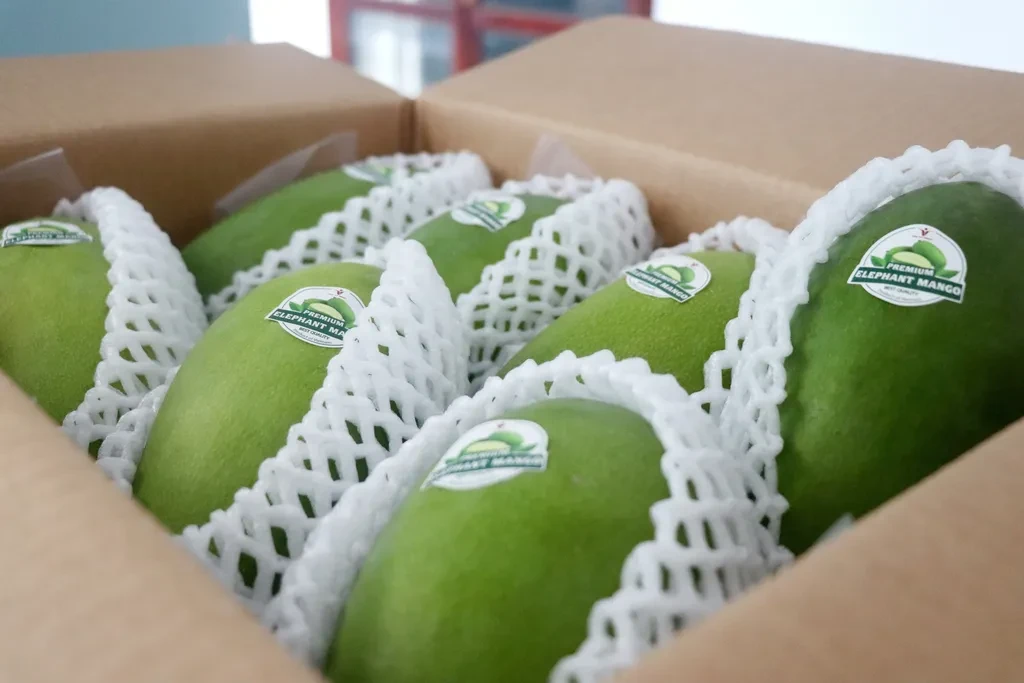 Cần Thơ exports first batch of green-skinned mangos to Australia and the US