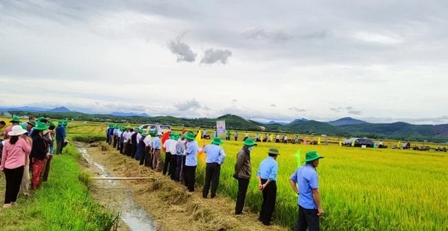 Nearly 20 years of rice farming without setbacks