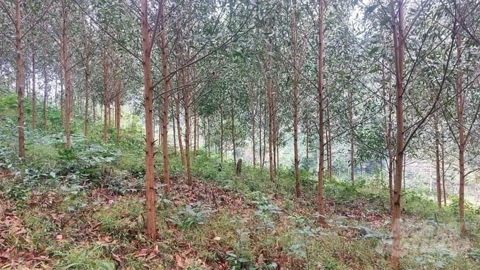 Planting large timber forests for processing and export