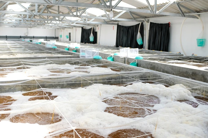 Biosafety shrimp farming with closed value chain and no antibiotics