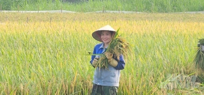 The large 20-ha rice field without a failed crop