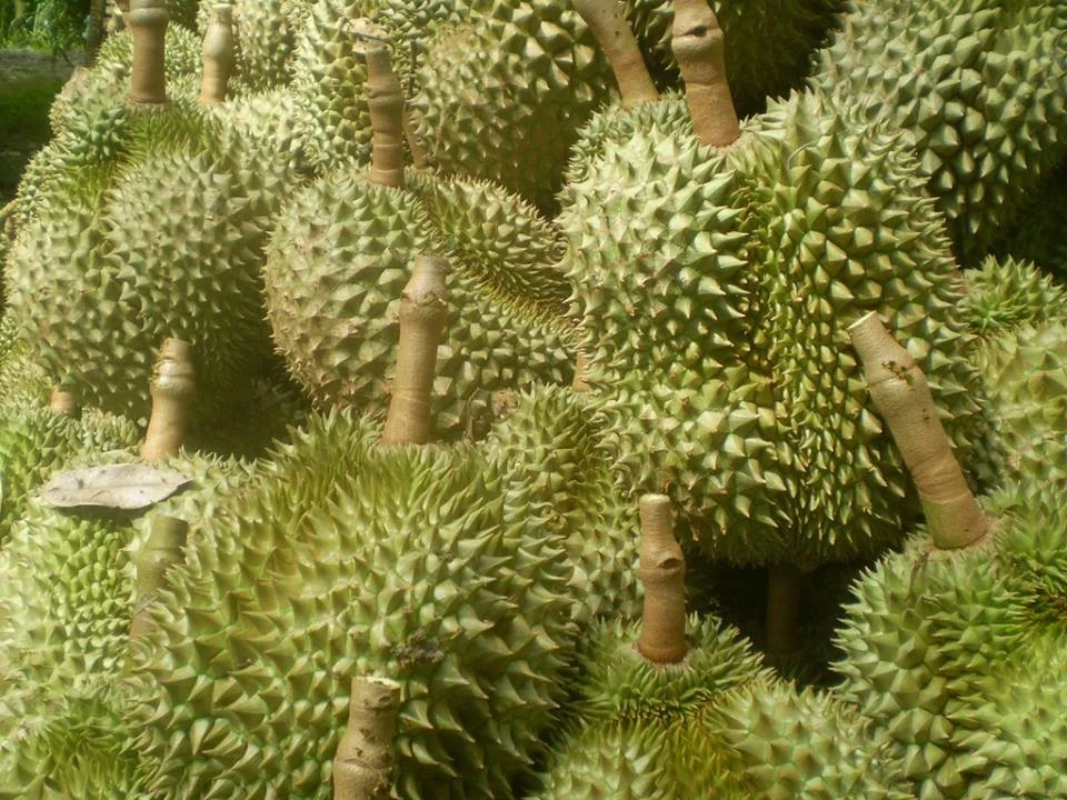 Durian