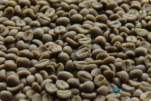 Washed Arabica S18 Coffee