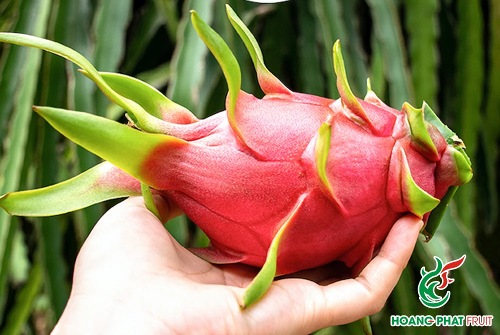 White Dragon Fruit