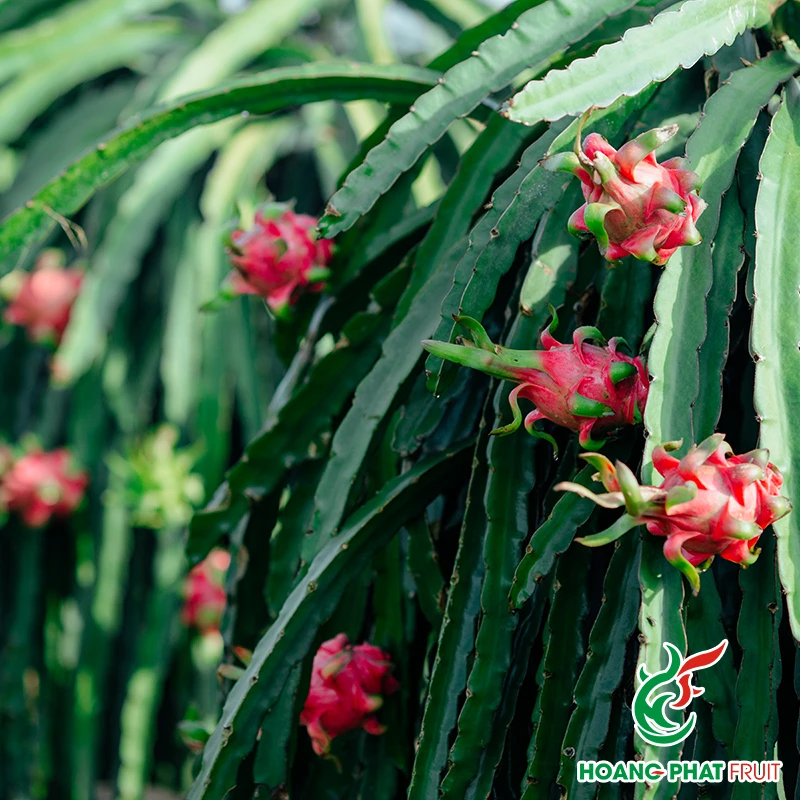 Red Dragon Fruit