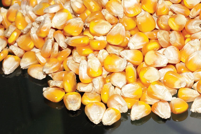 Corn Kernels Agrimexco