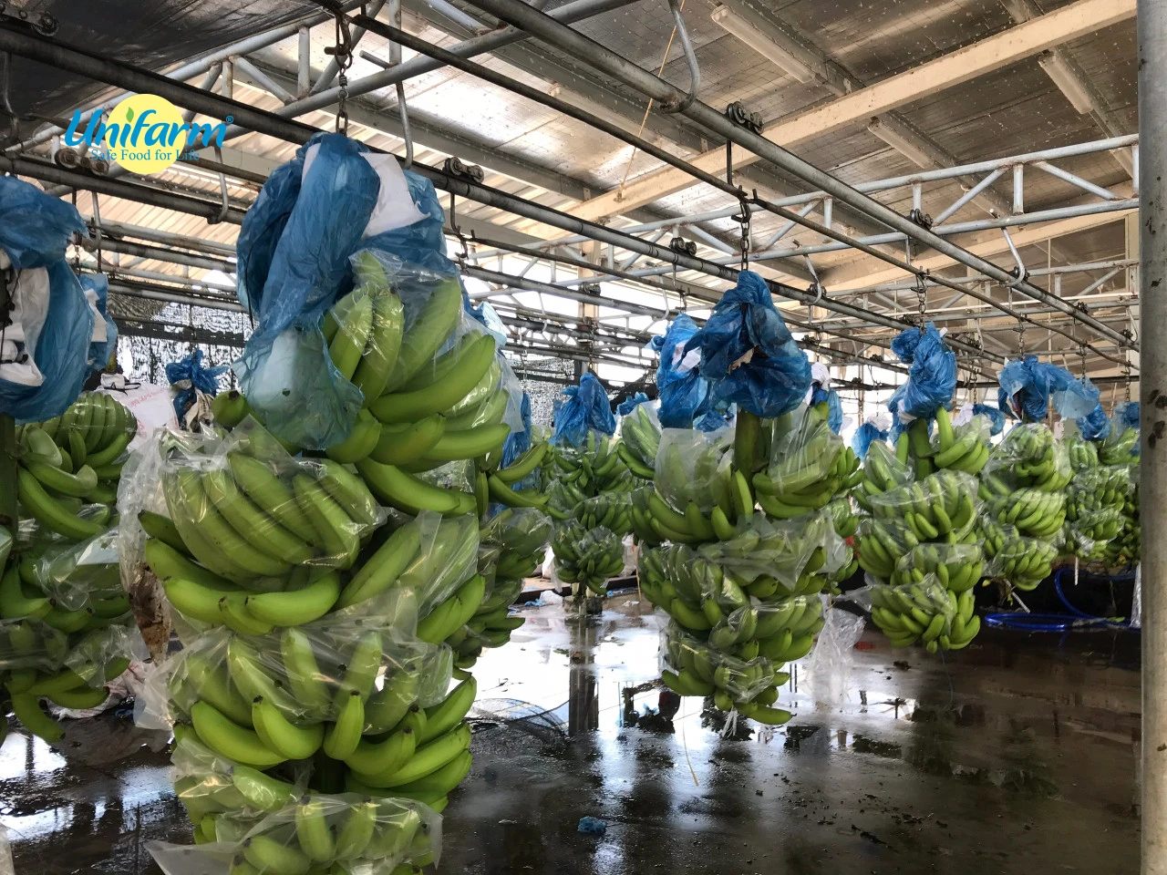 Solar Dried Bananas