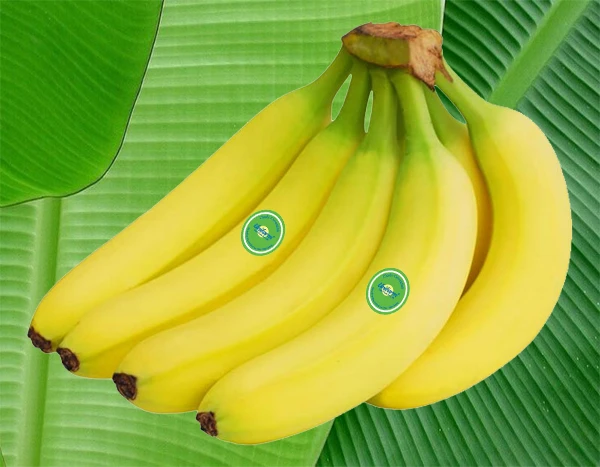 Unifarm Banana