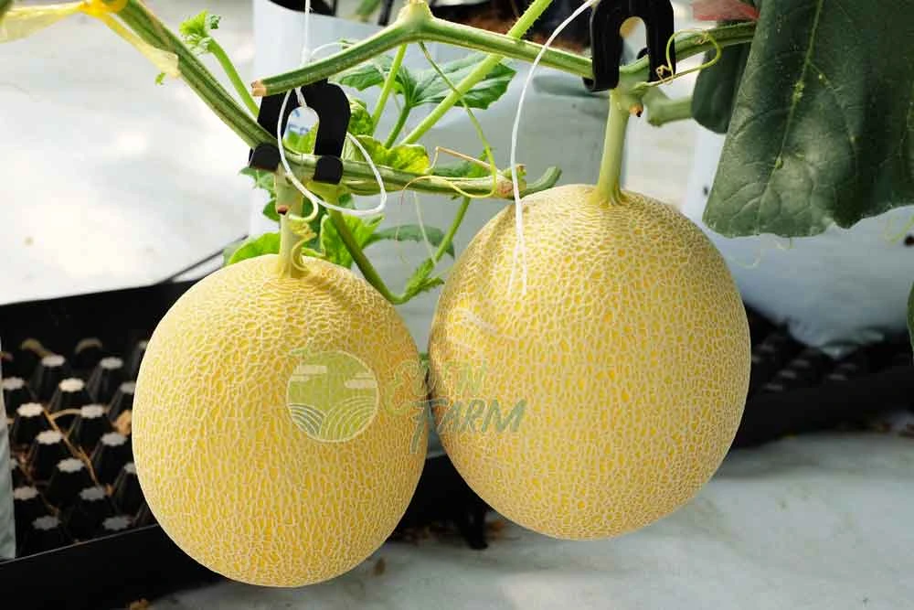 Vietnam Expo | Emerald Cantaloupe