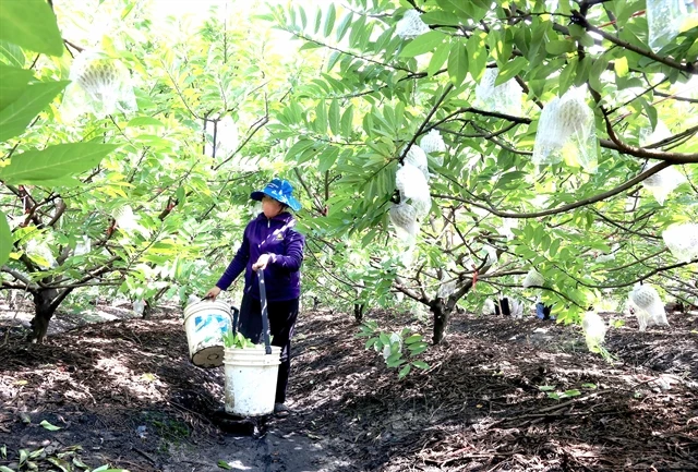 Tây Ninh Province forges ahead with high-tech agriculture