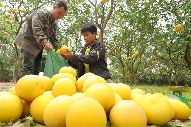 Hà Nội focuses on developing pomelo farming under VietGap for export