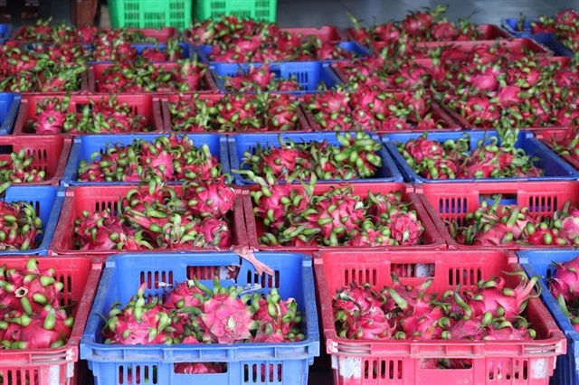 Favourable conditions in place for stronger fruit exports