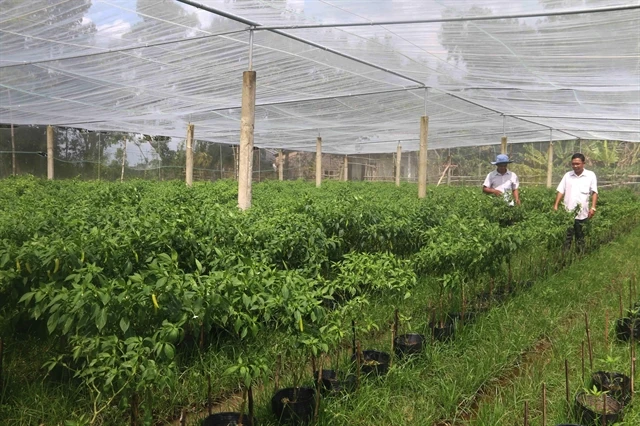 Trà Vinh Province vegetable farmers earn high profits