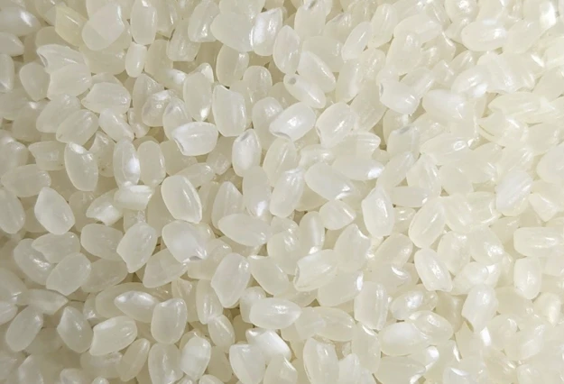 Japonica Rice