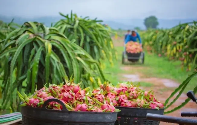 Vietnam Expo