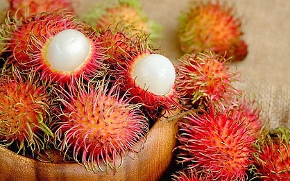 Rambutan V-Argo