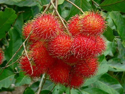 Rambutan V-Argo