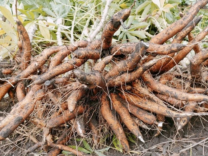 Vietnam's cassava industry needs outstanding products