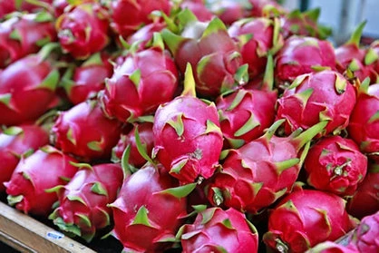 Dragon Fruit V-Argo