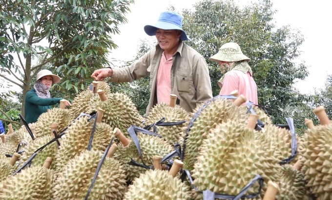 Dak Lak durian is facing difficulties although out of season