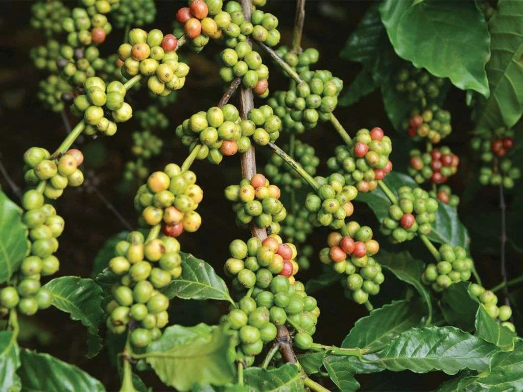 Excelsa Coffee Bean