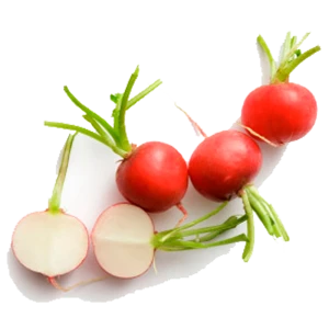 Organic Red Radish