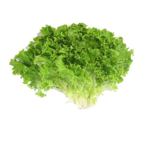 Organic Lolo Lettuce